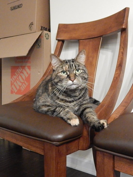 A tabby cat with green eyes lies comfortably on a wooden chair with a dark brown cushion. There are cardboard boxes stacked in the background, suggesting a recent move or packing for renting. The cat looks calmly at the camera, with one paw draped over the edge of the chair.
