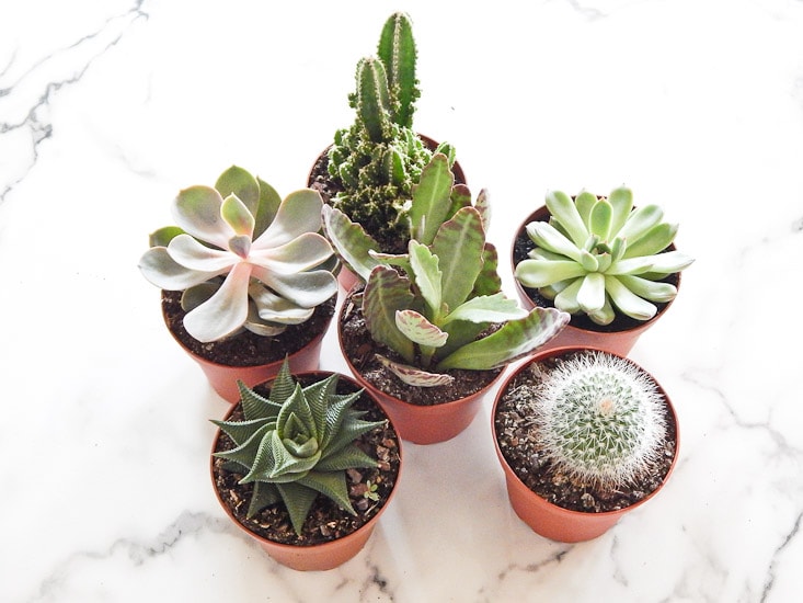 I love succulents as home decor. This tutorial is so easy anyone can grow their own little garden in their home!