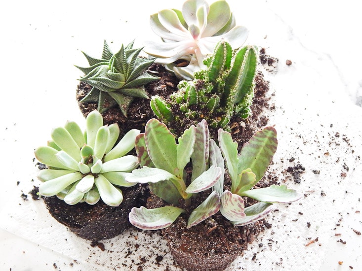 I love succulents as home decor. This tutorial is so easy anyone can grow their own little garden in their home!
