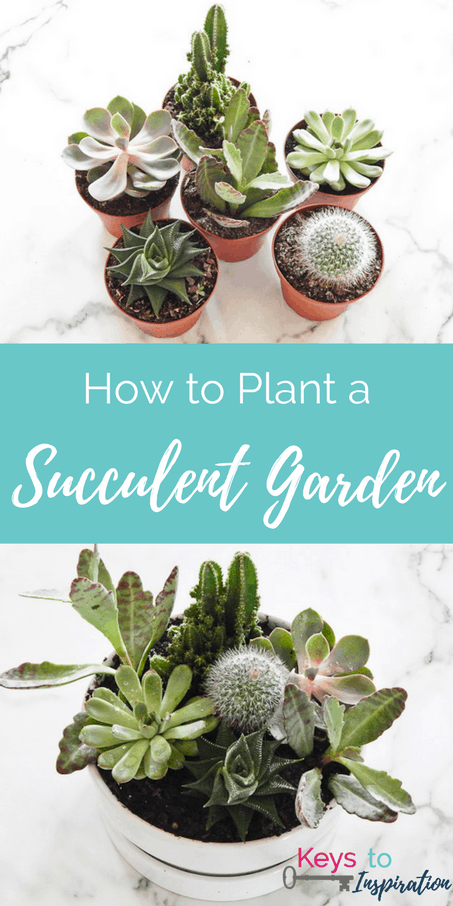 How to plant a modern succulent garden. Easy DIY project that makes a great home decor piece.