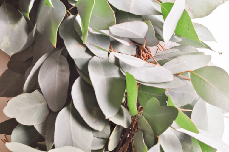 How to Make a Fresh Eucalyptus Wreath Easy DIY Tutorial Christene