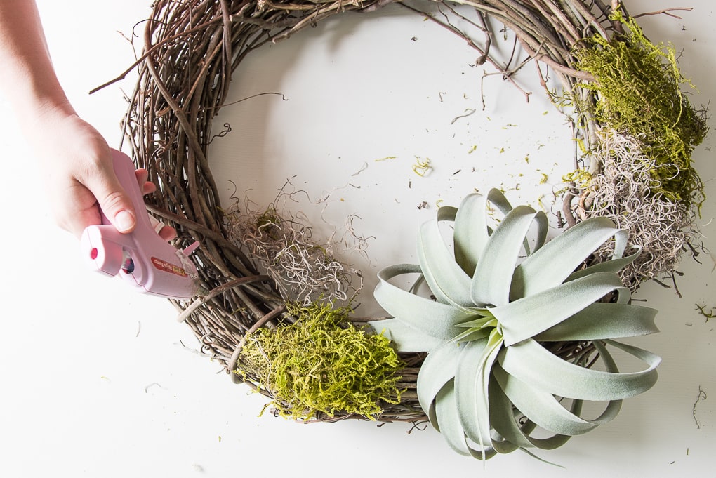 Looking for an easy craft project? You’ll love this easy DIY air plant wreath! This project is really simple but looks amazing once it’s finished. It’s a perfect wreath for summer. 