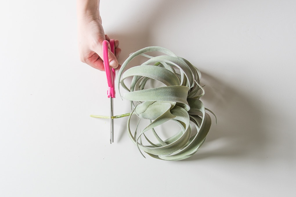 Looking for an easy craft project? You’ll love this easy DIY air plant wreath! This project is really simple but looks amazing once it’s finished. It’s a perfect wreath for summer. 