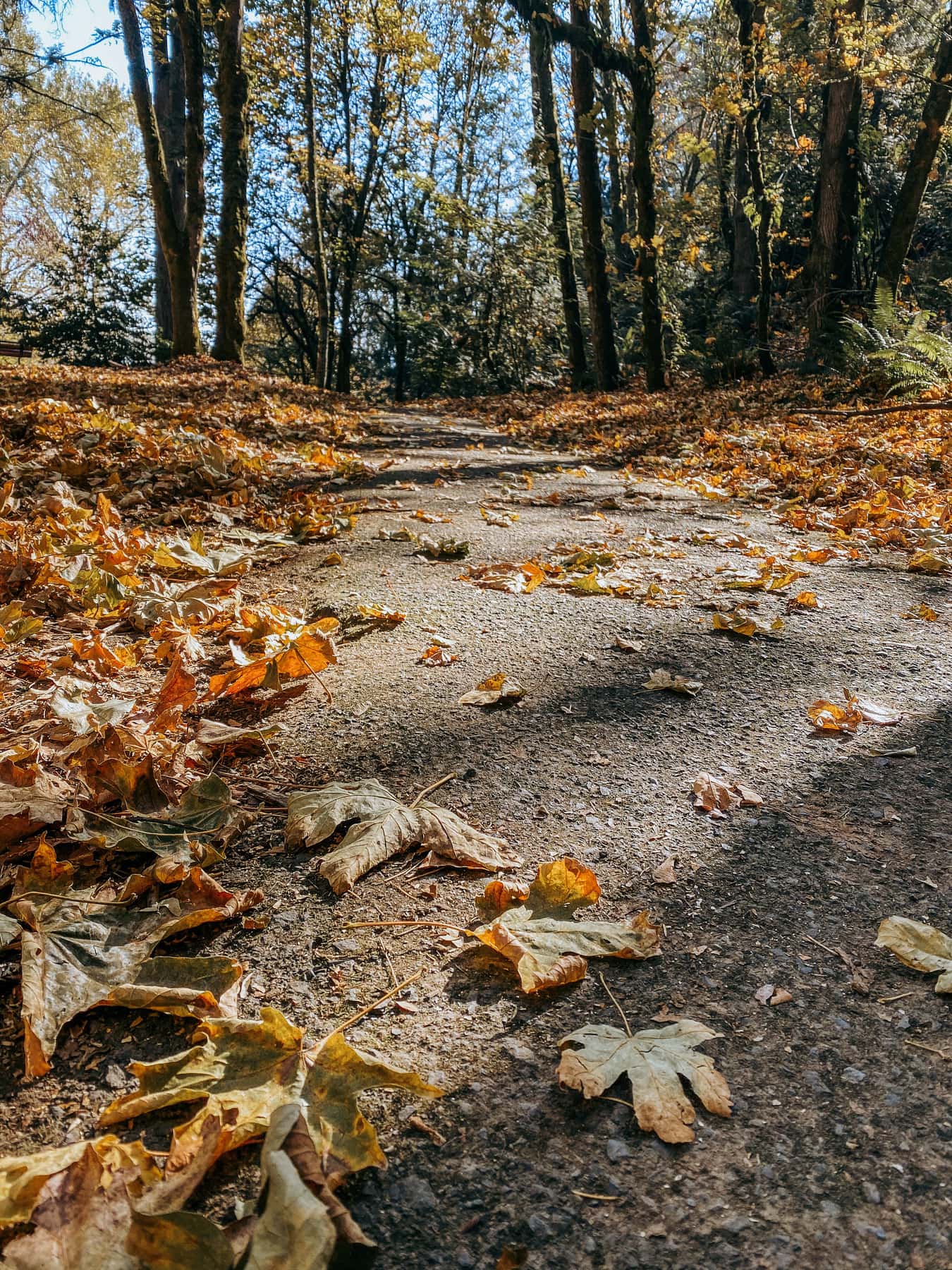 go on a nature hike in the fall