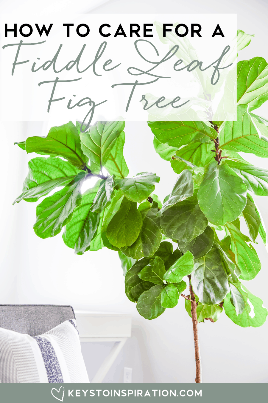 How to Care for a Fiddle Leaf Fig Tree | Christene Holder Home