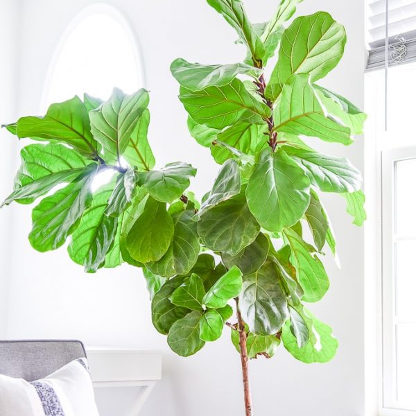 fiddle leaf fig tree branches top part