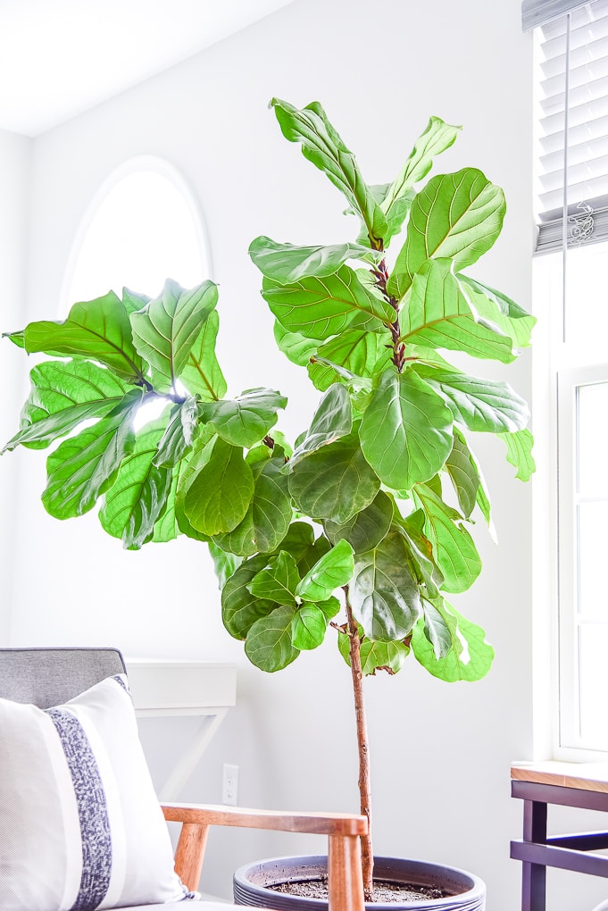 fiddle leaf fig tree branches top part