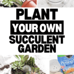 A collage of images showing steps on how to plant a succulent garden. Includes succulents in pots, potting soil, and small stones. Bold text in the center reads, "PLANT YOUR OWN SUCCULENT GARDEN." Website "www.christeneholderhome.com" is at the bottom.